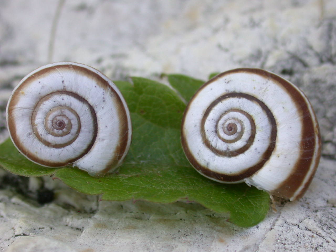 Cernuella neglecta - Castelvecchio Subequo(AQ)